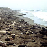 Elephant seals